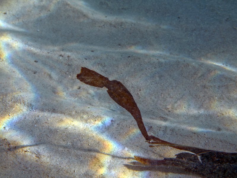 Ghost pipe fish, House Reef